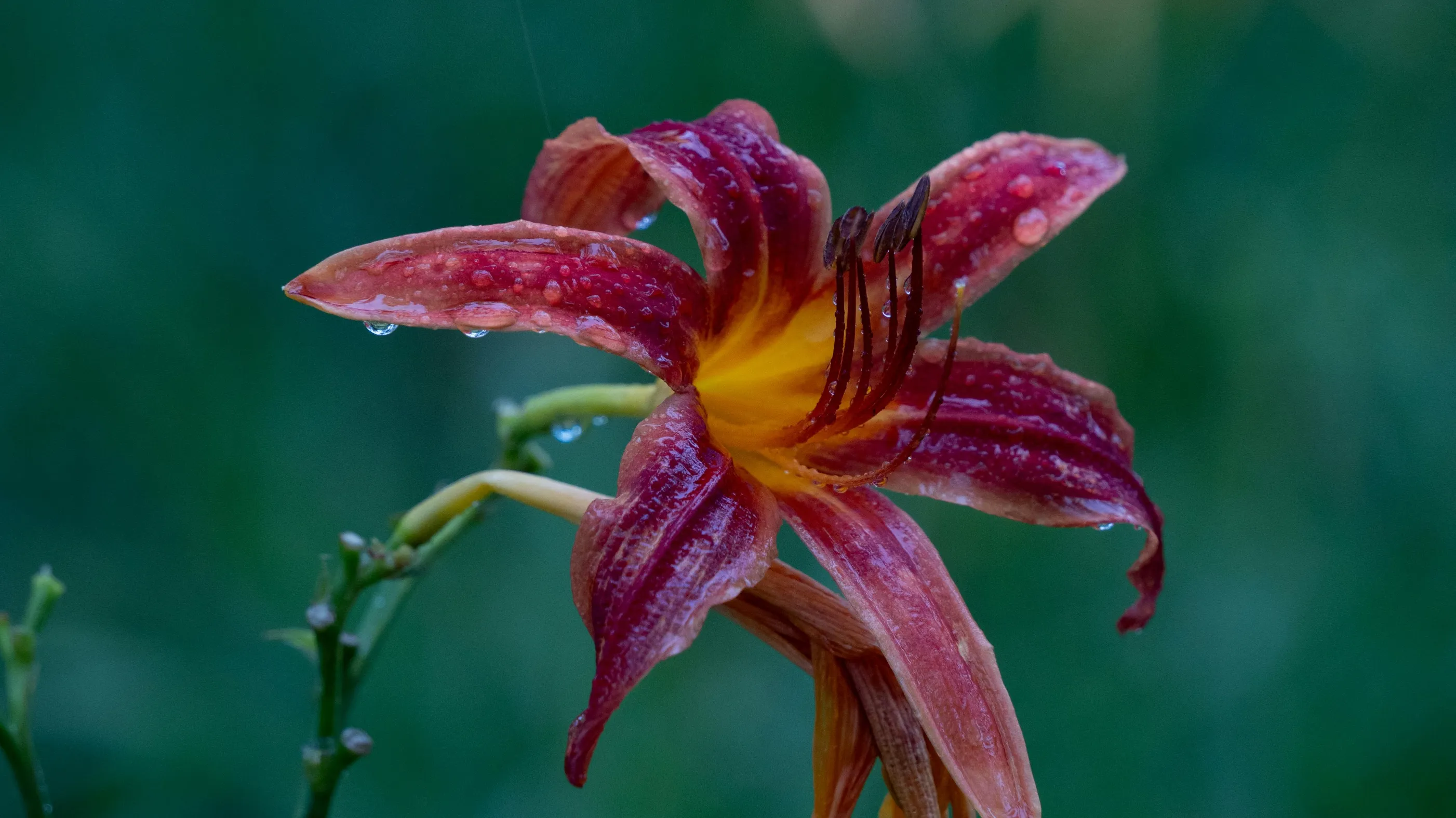 仮に彼の手に委ねて